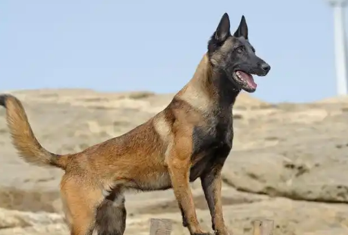 揭秘马犬色彩背后的秘密! 揭秘马犬色彩背后的秘密!