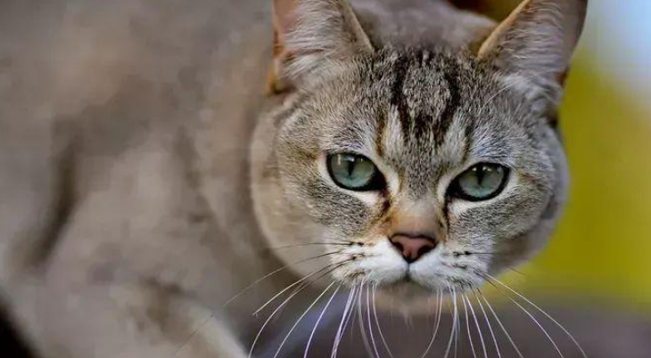 波米拉猫：甜蜜温馨的家庭伙伴！