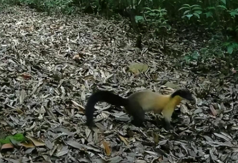 云南保山发现一只黄喉貂,侦查周围一番后,竟四脚朝天睡起了大觉 云南保山发现一只黄喉貂,侦查周围一番后,竟四脚朝天睡起了大觉