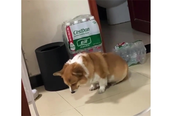 狗狗生小狗需要管吗