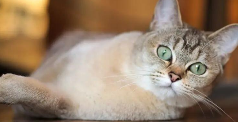 波米拉猫:不常见的爱猫新选择! 波米拉猫:不常见的爱猫新选择!