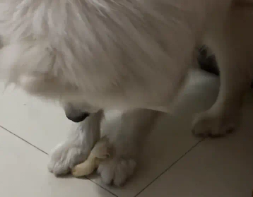 萨摩耶跟小鸡玩耍,不小心用爪子摁住小鸡。鸡:俺不中了 萨摩耶跟小鸡玩耍,不小心用爪子摁住小鸡。鸡:俺不中了