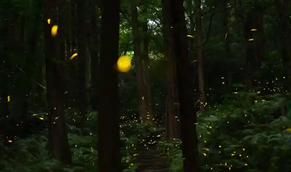 萤火虫吃什么 萤火虫吃什么