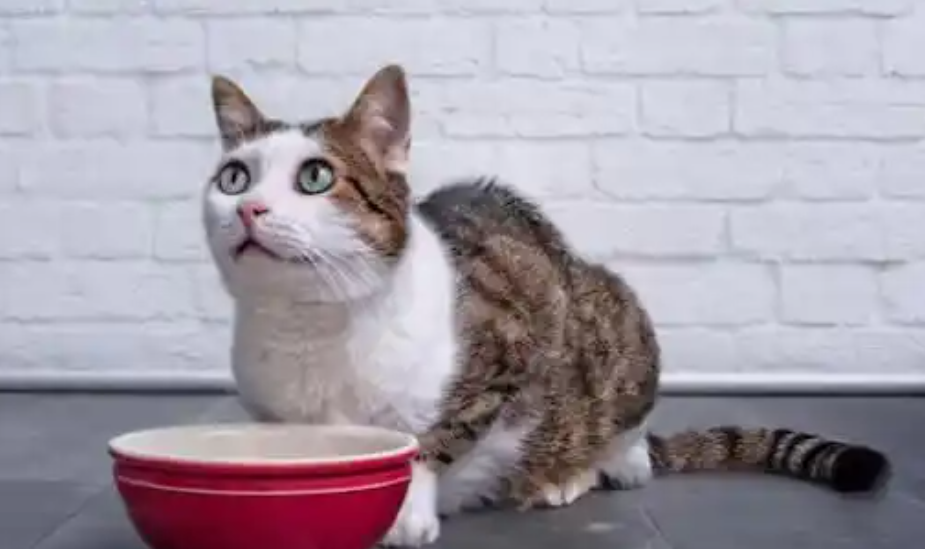 凯锐思猫粮怎么样?猫咪的“美味新发现”! 凯锐思猫粮怎么样?猫咪的“美味新发现”!