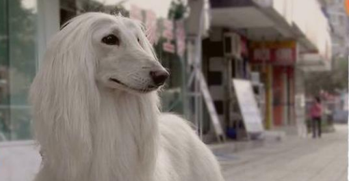 一份超详细的介绍阿富汗猎犬介绍，务必收藏！收藏