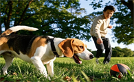 你从什么时候开始关注到实验比格犬的？