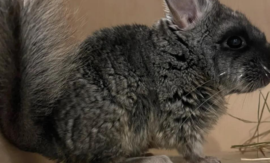 龙猫吃什么?以主粮为主的食谱推荐 龙猫吃什么?以主粮为主的食谱推荐