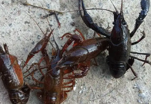 7斤龙虾多少钱