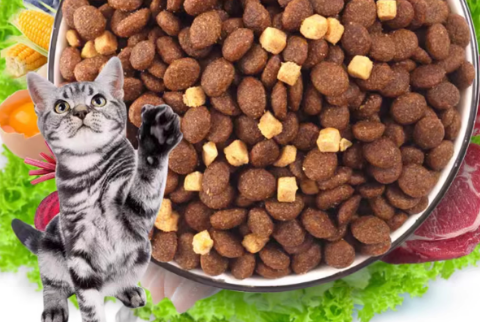 麦富迪舒然鱼油猫粮:守护猫咪心血管健康 麦富迪舒然鱼油猫粮:守护猫咪心血管健康