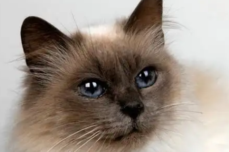 宠物百科探秘：优雅身姿的巴厘猫！