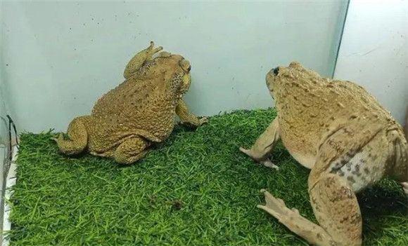 蟾蜍的药用功效