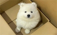 狗狗嘴里有像痰样的粘液