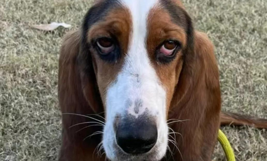 巴吉度犬：忠诚伴侣的优缺点