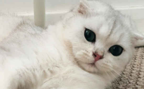 宠物友好门店完善功能配套促进消费升级 宠物友好门店完善功能配套促进消费升级