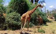 长颈鹿吃什么的