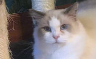 不适合穷人饲养的猫咪品种,茶杯猫