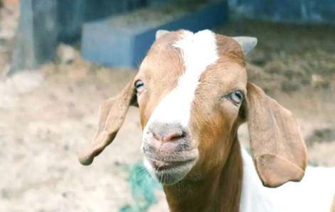 波尔山羊品种价格 波尔山羊品种价格