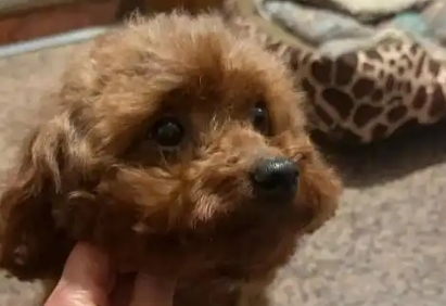 狗狗神经炎早期症状