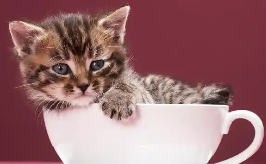 茶杯猫的寿命为何比普通猫咪短,快来看看 茶杯猫的寿命为何比普通猫咪短,快来看看
