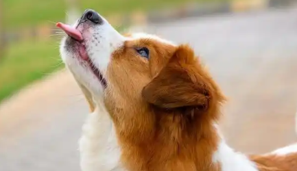 狗狗生的小狗死了怎么处理