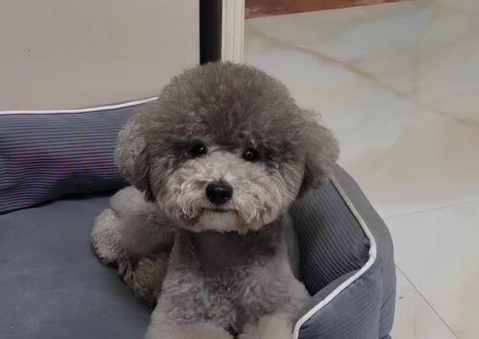 泰迪狗狗的耳朵,立还是垂? 泰迪狗狗的耳朵,立还是垂?