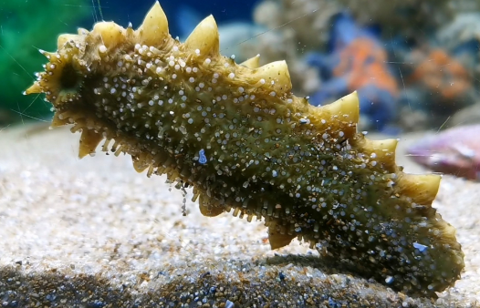 独立包装即食海参多少钱一只