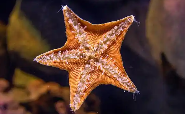 怎么看海星是不是活的