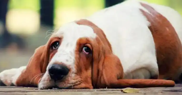 探秘巴吉度猎犬：一只追逐猎物的顶尖猎犬！