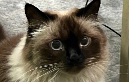 巴厘猫：长毛暹罗猫的富特独特品种与丰富特征！