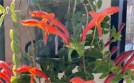 鲸鱼花怎么养