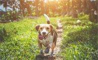 喂比格犬有啥讲究？科学喂养指南​