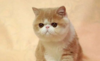 猫的世界也有侏儒症?茶杯猫:可爱外表背后的血腥悲剧