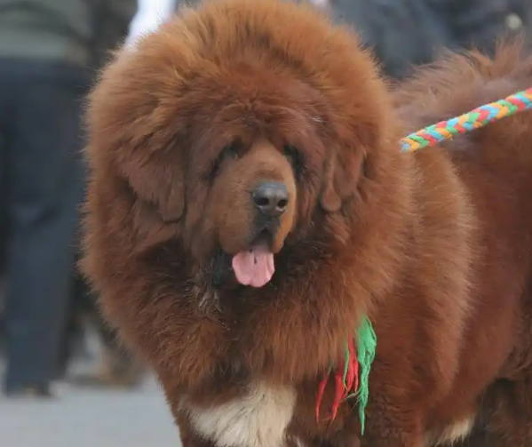 雪域守护神藏獒：忠诚与野性的高原传奇