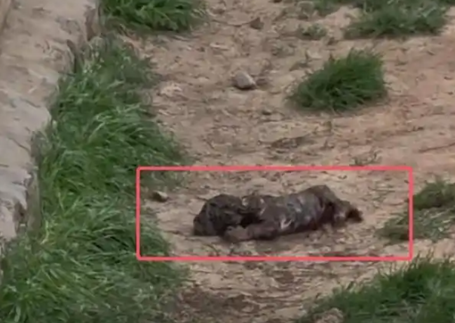 小老虎生在墙角无人过问?动物园:生下来后就发现了,目前安好 小老虎生在墙角无人过问?动物园:生下来后就发现了,目前安好