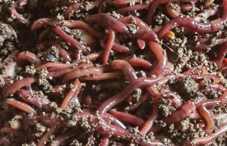 菜地里养蚯蚓好吗 菜地里养蚯蚓好吗