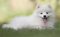 晚上狗狗一直叫为什么还咬人