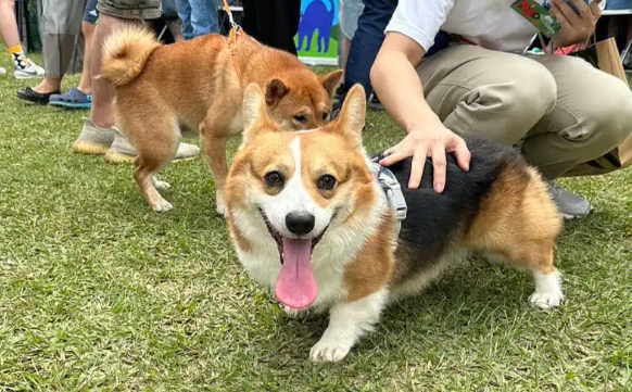 宠物消费持续火热,“它经济”催生新业态 宠物消费持续火热,“它经济”催生新业态