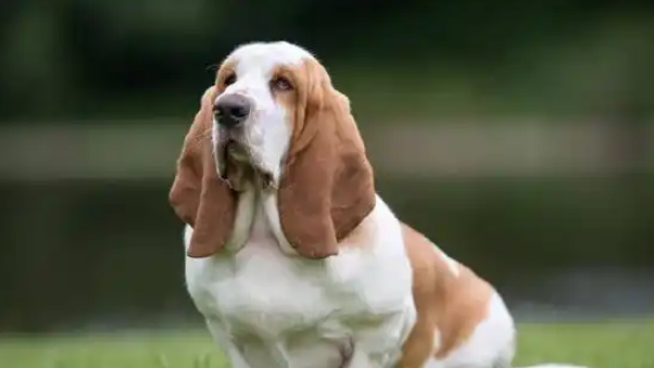 萌萌的大耳朵狗狗,巴吉度犬适合家庭饲养么 萌萌的大耳朵狗狗,巴吉度犬适合家庭饲养么