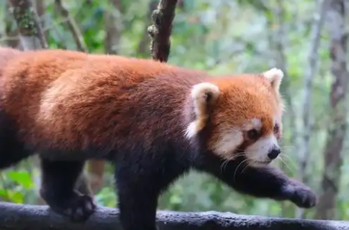 小熊猫和熊猫有什么区别