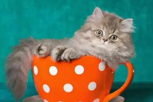 茶杯猫：掌上精灵还是人类欲望的牺牲品？