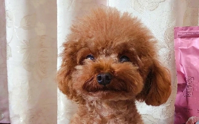 两个月幼犬狗粮推荐