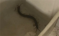 看到大蜈蚣是什么预兆