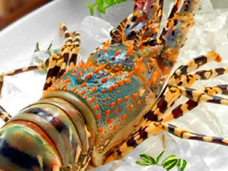 澳洲龙虾一斤多少钱
