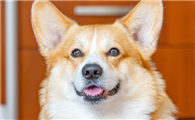 为什么说威尔斯柯基犬是小型犬界的萌神？