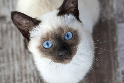 巴厘猫的巴厘颜色！CFA只承认4个变种！颜色
