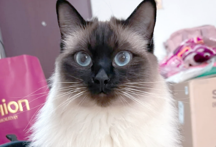 巴厘猫:四位数价格的优雅舞者 巴厘猫:四位数价格的优雅舞者