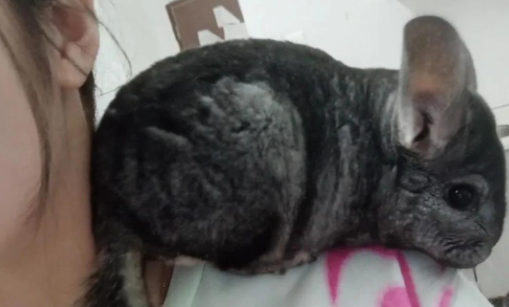 龙猫好养吗？新手必看全方位饲养指南！