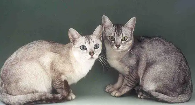 猫中女神：优雅而迷人波米拉猫！
