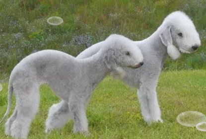 贝灵顿梗犬种全解析：起源、外观、特点与饲养指南