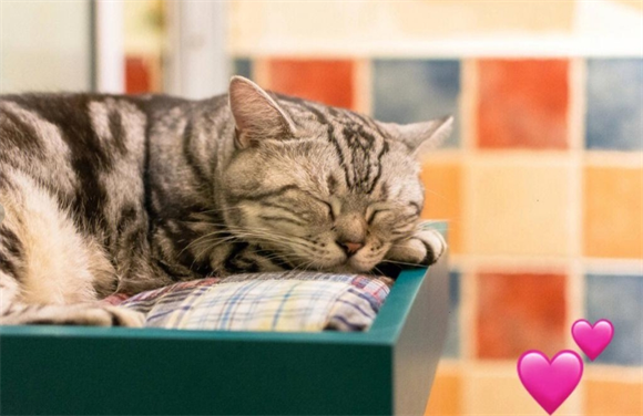 为什么选择ORIJEN原始猎食渴望猫粮? 为什么选择ORIJEN原始猎食渴望猫粮?
